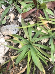 Plantago bellardii