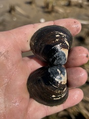 Polymesoda caroliniana