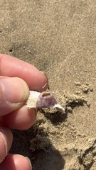 Megabalanus tintinnabulum