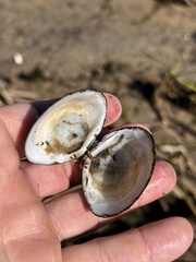 Polymesoda caroliniana