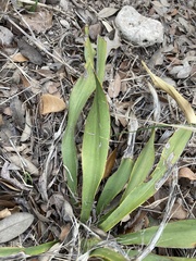 Yucca rupicola