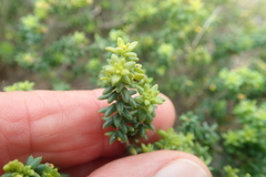 Agathosma apiculata