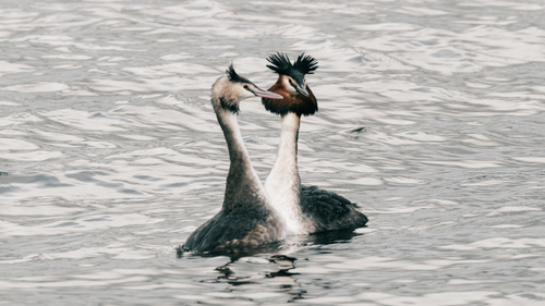 Somormujo lavanco (Podiceps cristatus)
