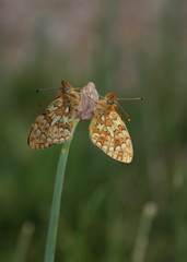 Boloria erubescens