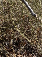 Smilax rotundifolia