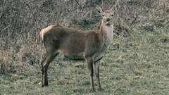 Cervus elaphus