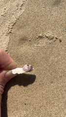 Megabalanus tintinnabulum