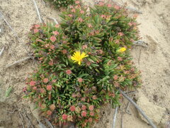 Lampranthus fergusoniae