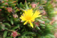 Lampranthus fergusoniae