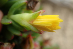 Lampranthus fergusoniae