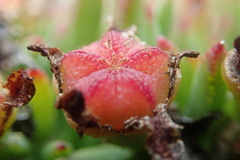 Lampranthus fergusoniae