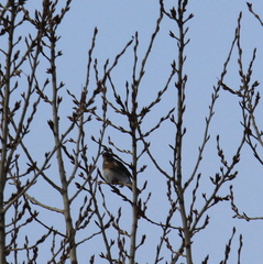 Turdus pilaris