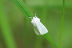 Spilosoma congrua