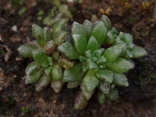 Monanthes muralis