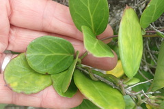 Cynanchum natalitium