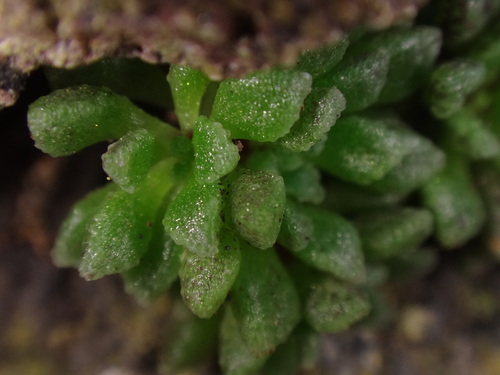 Monanthes muralis