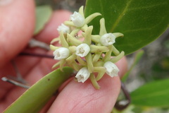 Cynanchum natalitium