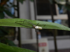 Leucauge blanda
