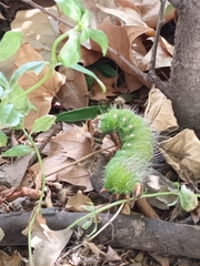 Eacles imperialis