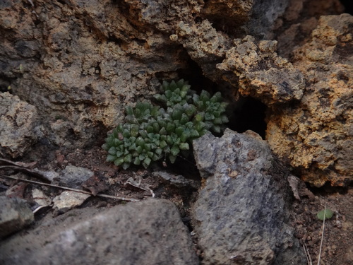 Monanthes muralis