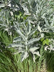 Salvia apiana