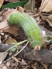 Eacles imperialis