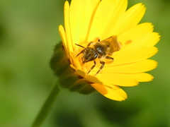 Halictus scabiosae