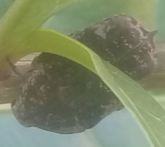 Protaetia fusca