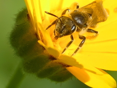 Halictus scabiosae