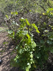 Delairea odorata
