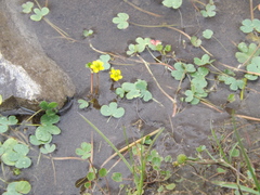 Ranunculus natans