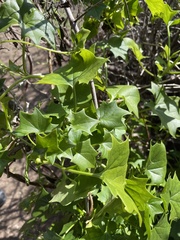 Delairea odorata