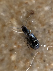 Microlestes