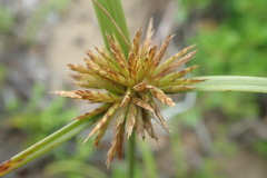 Cyperus congestus