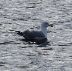 Larus argentatus