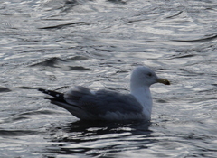 Larus argentatus