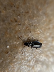 Microlestes