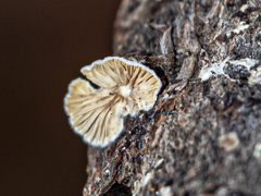 Crepidotus cesatii