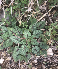 Erodium texanum