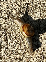 Helicarionoidea