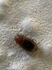 Atomaria