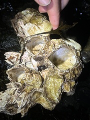 Semibalanus cariosus