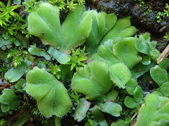 Riccia gougetiana