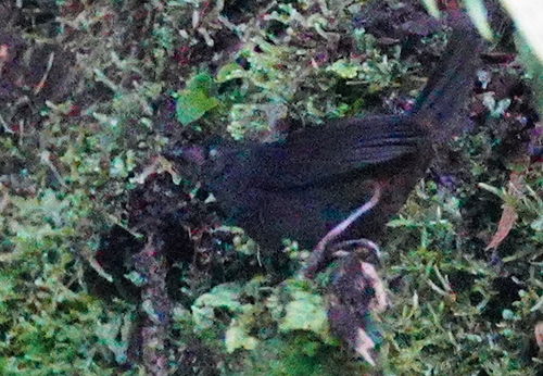 Tatama Tapaculo (Scytalopus alvarezlopezi), photo 7