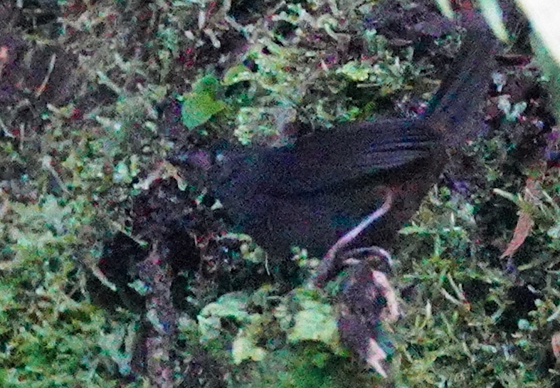 Tatama Tapaculo (Scytalopus alvarezlopezi), photo 3