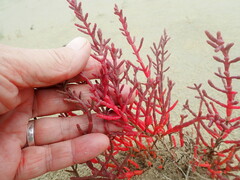 Salicornia meyeriana