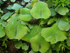 Riccia gougetiana