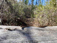 Thamnophis saurita saurita