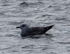 Larus argentatus