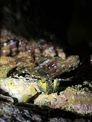 Uniophora